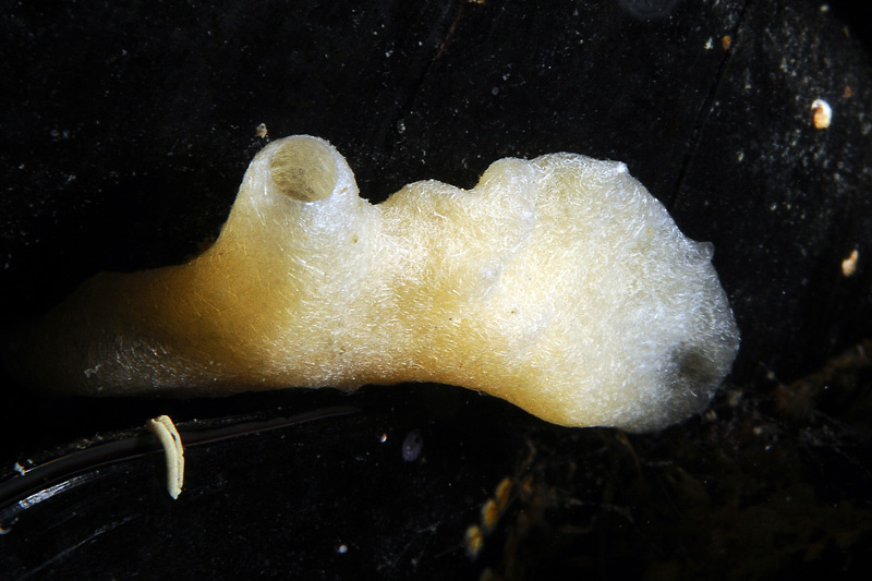 Tre poriferi del Mar Piccolo